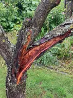 03-Pfirsich*Astbruch 2023-08_02.jpg