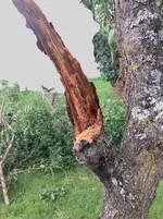 04-Pfirsich*Astbruch 2023-08_03_15mi.jpg