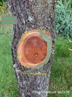 05-Pfirsich*Astbruch 2023-08_05_betitelt_25min.jpg