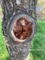 06-Pfirsich*Astbruch 2024-02_betitelt_10min.jpg