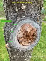 07-Pfirsich*Astbruch 2024-02_Jin-Mittel_35min.jpg