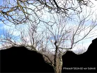 08-Pfirsisch_2024-02_01 vor Schnitt_30min.jpg