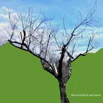 09-Pfirsisch_2024-02_02 nach Schnitt_30min.jpg