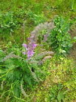 IMG_20240417_104413.jpg