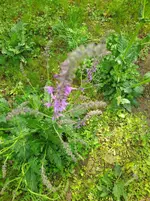 IMG_20240417_104413.webp