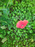 IMG_20240417_104439.jpg