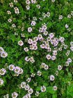 IMG_20240417_104211.jpg