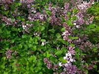 IMG_20240417_104521.webp