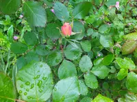 IMG_20240417_104105.webp