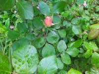 IMG_20240417_104105.jpg