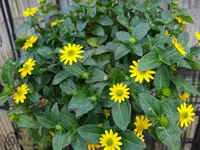 IMG_20240417_104804.webp