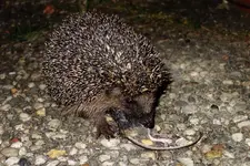 ftwttbwrb24Apr.webp ftwttbwrb24Apr.webp