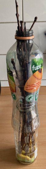 *Edelreiser*Pfirsich_04.jpg