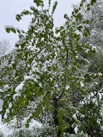 IMG_2733.jpeg