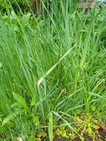 IMG_20240418_134959.jpg