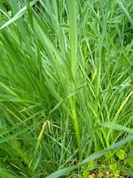 IMG_20240418_135011.webp