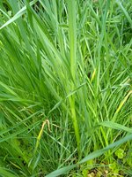 IMG_20240418_135011.jpg