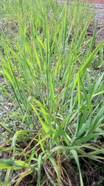 Gras.jpeg