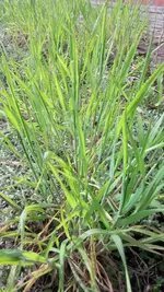Gras.webp