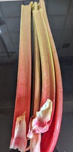 PXL_20240419_082446550~2.jpg