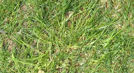 2024Ungras1.webp