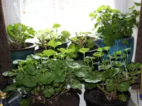 Geranien0124.webp
