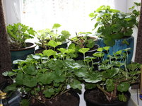 Geranien0124.JPG