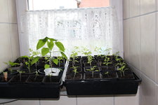 Tomaten 0224.JPG
