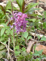 P1000775.JPG
