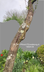 Pfirsich*Einedelung-A*2024-04_01_grau_betitelt_60_H30.png