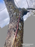 Pfirsich*Einedelung-B*2024-02_02_grau_betitelt_20_H35.png