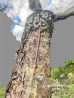 Pfirsich*Einedelung-D*2024-02_02_grau_betitelt_20_H35.png