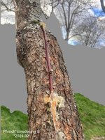 Pfirsich*Einedelung-E*2024-02_02-betitelt_15_H40.jpeg