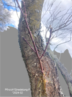 Pfirsich*Einedelung-F*2024-02_01_grau_betitelt_15_H40.png
