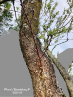 Pfirsich*Einedelung-F*2024-04_01_grau_betitelt_25_H40.png
