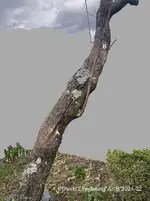 Pfirsich*Einedelung*2024-02*Übersicht A-B_grau_40min_254KB.jpeg