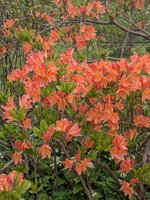 PXL_20240420_120105085.jpg