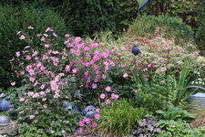 Herbstanemone   0223.JPG