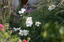 Herbstanemone0115.JPG