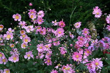 Herbstanemone0420.JPG