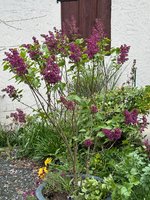IMG_4856.jpeg