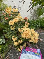 IMG_4852.jpeg