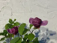 IMG_4836.jpeg