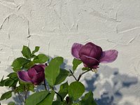 IMG_4836.jpeg
