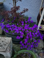 IMG_4833.jpeg