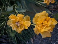 IMG_4830.jpeg