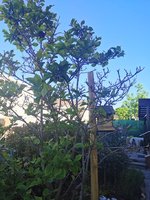 IMG_20240421_081533.jpg