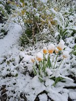 IMG_20240421_081542_1.jpg