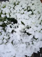 IMG_20240421_081813.jpg
