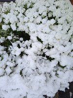 IMG_20240421_081813.jpg